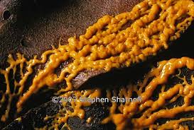 Attēlu rezultāti vaicājumam “Leocarpus sp.”