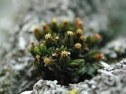 Attēlu rezultāti vaicājumam “Orthotrichum pumilum”