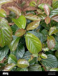 Attēlu rezultāti vaicājumam “Viburnum opulus leaf”
