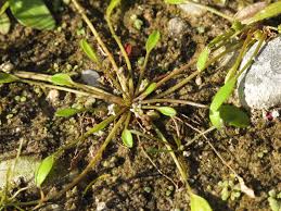 Attēlu rezultāti vaicājumam “Limosella aquatica leaf”