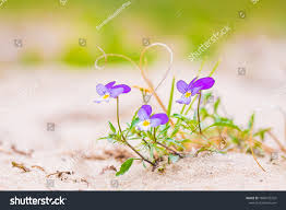 Attēlu rezultāti vaicājumam “Viola tricolor subsp. curtisii flower”