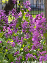 Attēlu rezultāti vaicājumam “Lunaria annua flower”