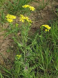 Attēlu rezultāti vaicājumam “Senecio vernalis leaf”