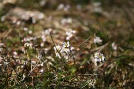 Attēlu rezultāti vaicājumam “Erophila verna flower”
