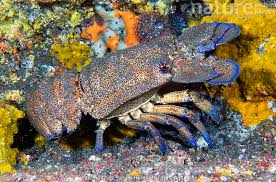 Image result for Scyllarides latus