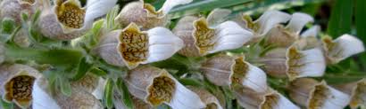 Image result for Digitalis lanata