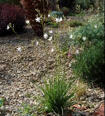Attēlu rezultāti vaicājumam “Anthericum ramosum”