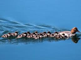 Attēlu rezultāti vaicājumam “Bucephala clangula juvenile”