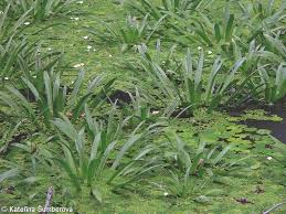 Attēlu rezultāti vaicājumam “Stratiotes aloides”