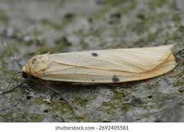 Attēlu rezultāti vaicājumam “Lithosia quadra female”