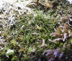 Attēlu rezultāti vaicājumam “Anastrophyllum minutum”