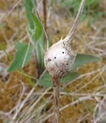 Attēlu rezultāti vaicājumam “Aulacidea hieracii”