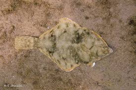 Image result for Pseudopleuronectes americanus