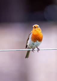 Attēlu rezultāti vaicājumam “Erithacus rubecula adult”