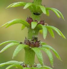 Attēlu rezultāti vaicājumam “Hippuridaceae”