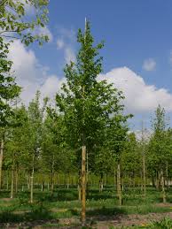 Attēlu rezultāti vaicājumam “Corylus colurna”