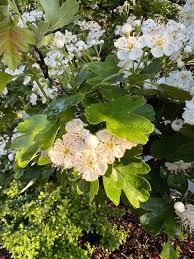Attēlu rezultāti vaicājumam “Crataegus monogyna subsp. nordica”