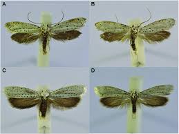 Attēlu rezultāti vaicājumam “Yponomeuta evonymella larva”
