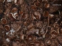 Attēlu rezultāti vaicājumam “Melanohalea olivacea”