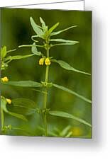 Attēlu rezultāti vaicājumam “Melampyrum sylvaticum”