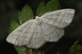 Attēlu rezultāti vaicājumam “Cabera pusaria”