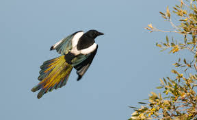 Attēlu rezultāti vaicājumam “Pica pica adult”