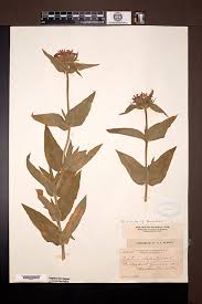 Attēlu rezultāti vaicājumam “Silene chalcedonica fruit”