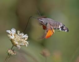 Image result for hawk moth