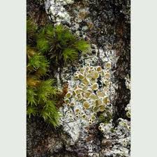 Attēlu rezultāti vaicājumam “Lecanora chlarotera”