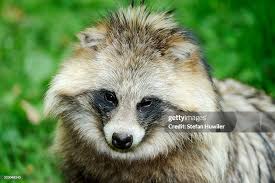 Attēlu rezultāti vaicājumam “Nyctereutes procyonoides”