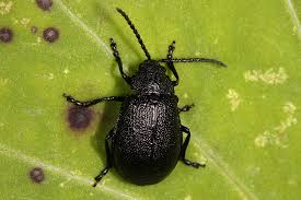 Attēlu rezultāti vaicājumam “Galeruca tanaceti”