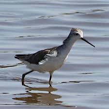 Attēlu rezultāti vaicājumam “Tringa stagnatilis adult”