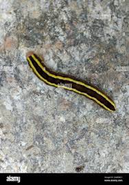 Attēlu rezultāti vaicājumam “Ceramica pisi”