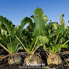 Image result for Beta vulgaris
