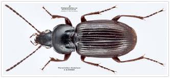 Attēlu rezultāti vaicājumam “Pterostichus quadrifoveolatus”