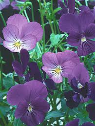 Attēlu rezultāti vaicājumam “Viola uliginosa flower”