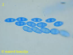 Attēlu rezultāti vaicājumam “Neonectria fuckeliana”
