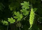 <b>Momordica charantia</b>