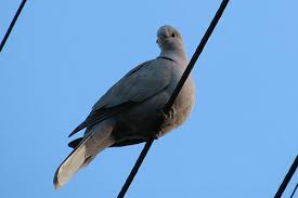 Attēlu rezultāti vaicājumam “Streptopelia decaocto adult”