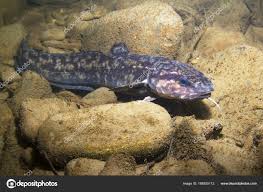 Attēlu rezultāti vaicājumam “Lota lota”