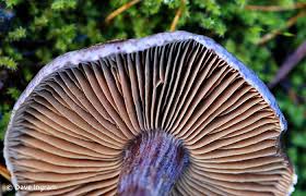 Attēlu rezultāti vaicājumam “Cortinarius traganus”