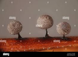 Attēlu rezultāti vaicājumam “Lamproderma nigrescens”