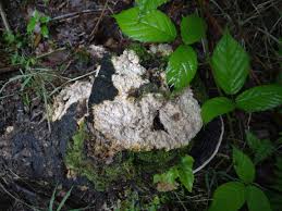 Attēlu rezultāti vaicājumam “Phlebiopsis gigantea”