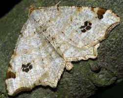 Attēlu rezultāti vaicājumam “Macaria notata”