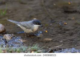 Image result for Sylvia hortensis