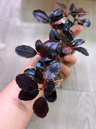 Risultati immagini per bucephalandra pinoh red stem