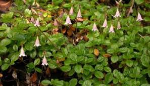 Attēlu rezultāti vaicājumam “Linnaea borealis”