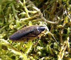 Attēlu rezultāti vaicājumam “Ectobius sylvestris male”