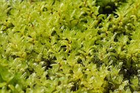 Attēlu rezultāti vaicājumam “Pseudobryum cinclidioides”