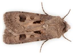 Attēlu rezultāti vaicājumam “Agrotis exclamationis”